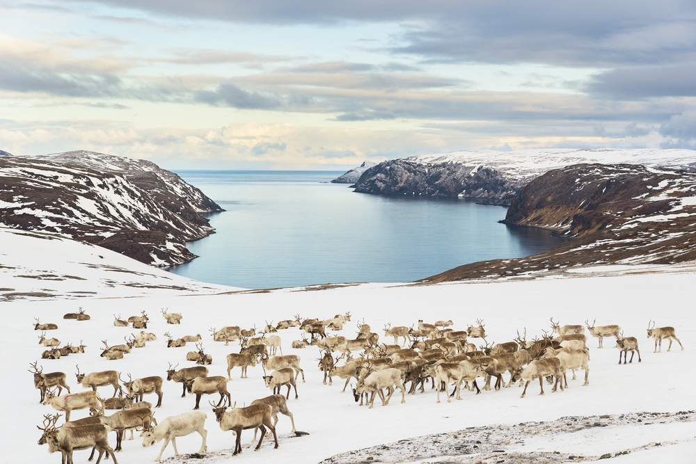 Il riscaldamento globale è nemico delle renne norvegesi