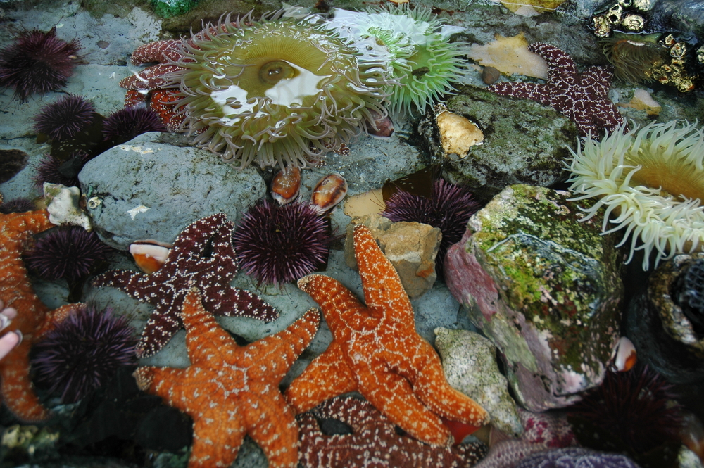 Le stelle marine non hanno corpo: sono ‘tutta testa’