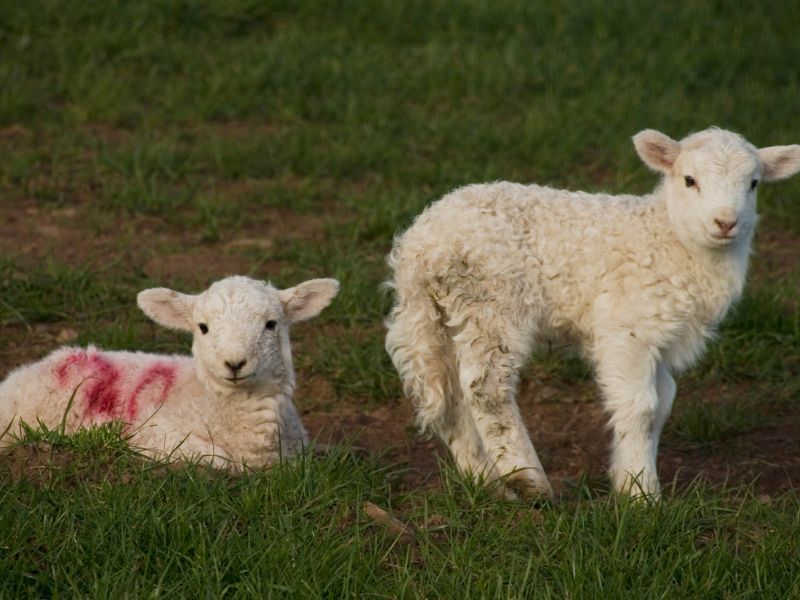 Animalisti italiani
