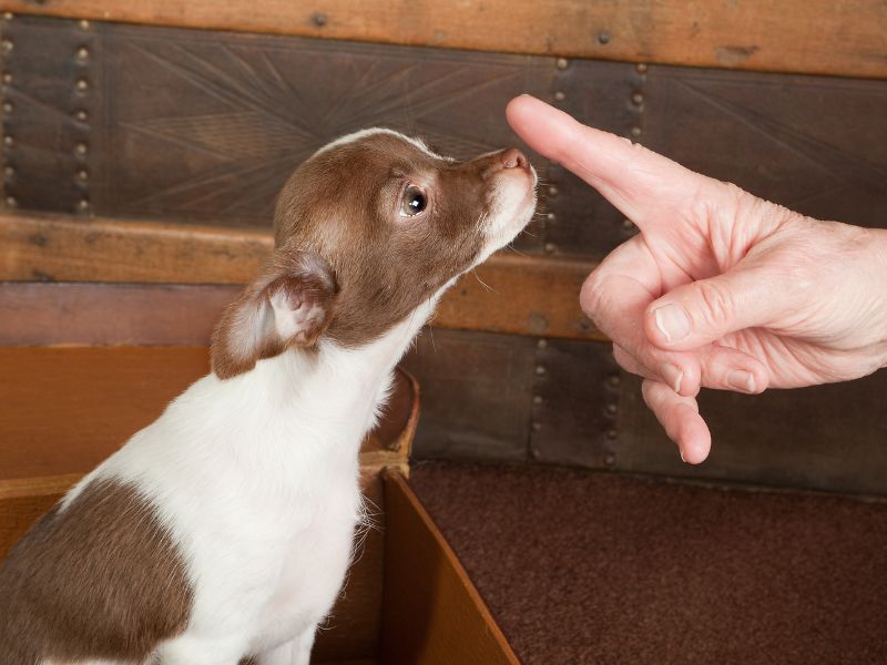 Il cane capisce le parole e sa associarle a un oggetto che usa spesso