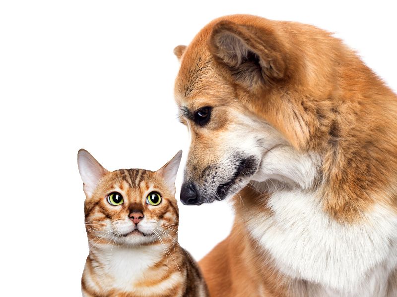 Cani e gatti: il nuovo libro di Guiggi svela i segreti dei loro gusti