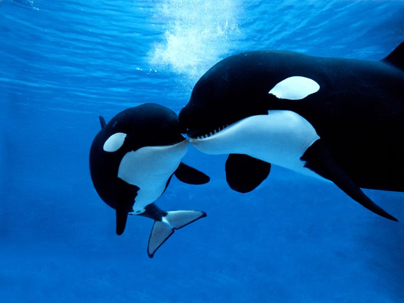 Anche i cetacei vanno in menopausa e vivono di più