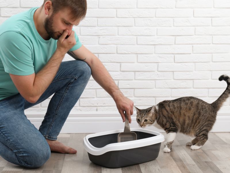 Ecco gli odori che danno fastidio ai gatti