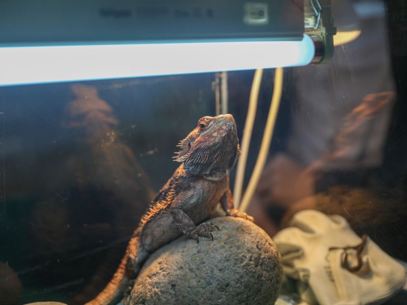 Vuoi prendere un’iguana: le informazioni utili su cura, terrario e alimentazione