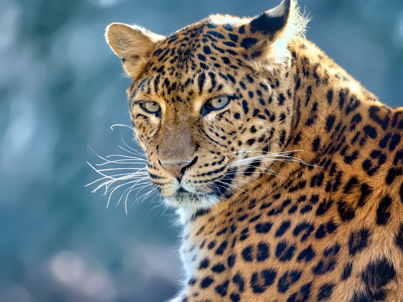 Leopardo grasso nello Zoo di Panzhihua: ora scatta la dieta
