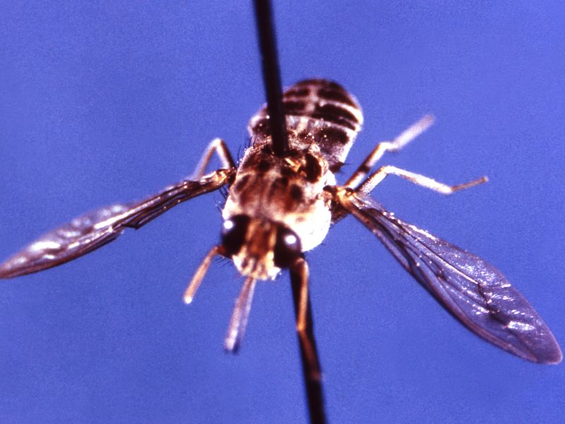 Mosca tse-tse, a rischio per le ondate di calore