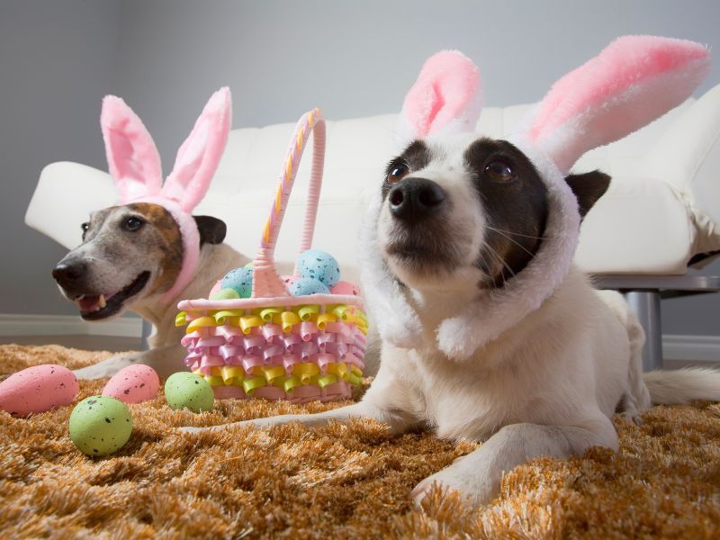 A Pasqua tavola in festa ma attenzione a cosa mangiano i nostri animali