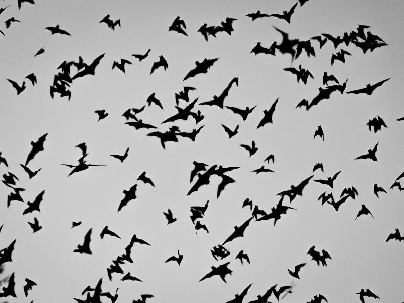 Basta un cellulare per registrare i segnali dei pipistrelli