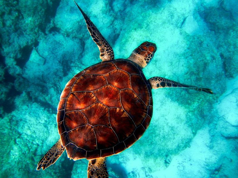 Svelato il segreto dell’elisir di lunga vita delle tartarughe