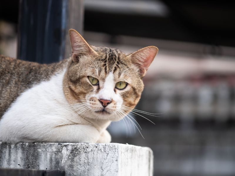 Un farmaco allunga la vita dei gatti: arriveranno a 30 anni