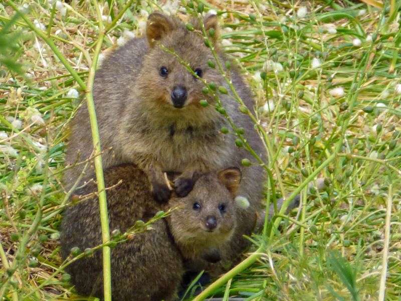 Il quokka