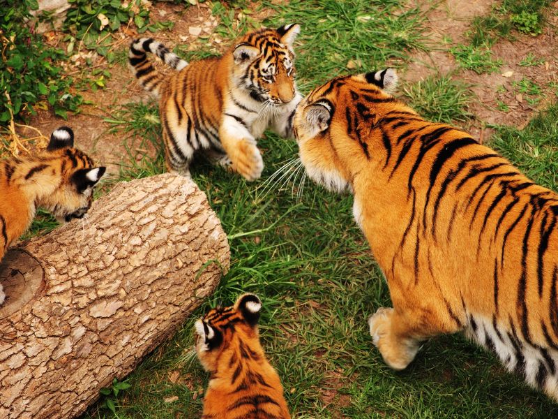 Mamma tigre