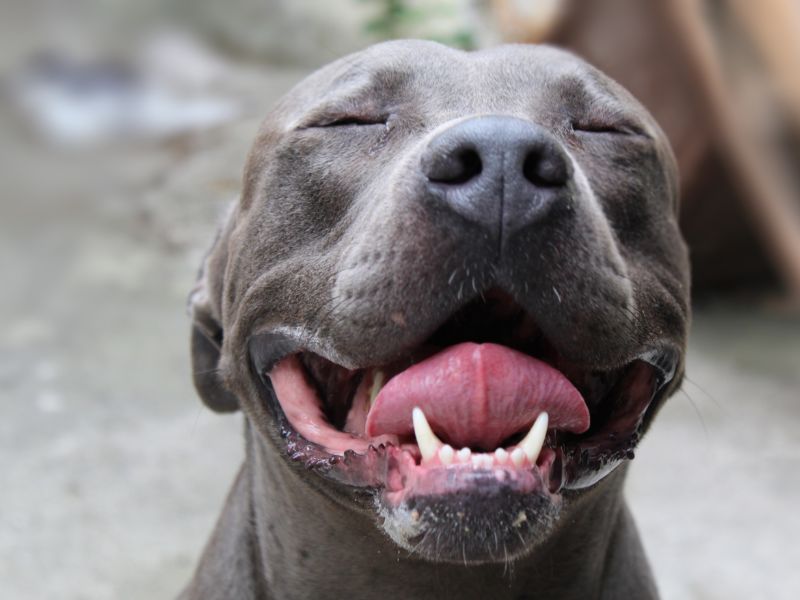 Pitbull, va educato il cane e anche il padrone
