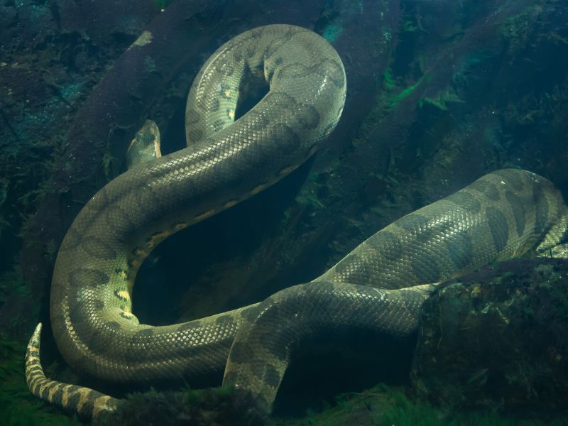 Trovata senza vita l’anaconda più lunga al mondo