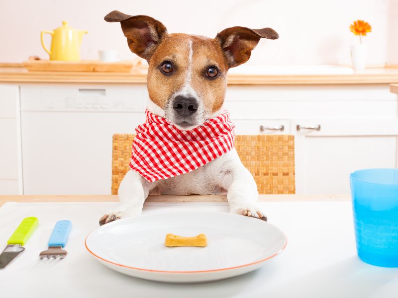 Il nostro cane è in sovrappeso? Un test ce lo può dire