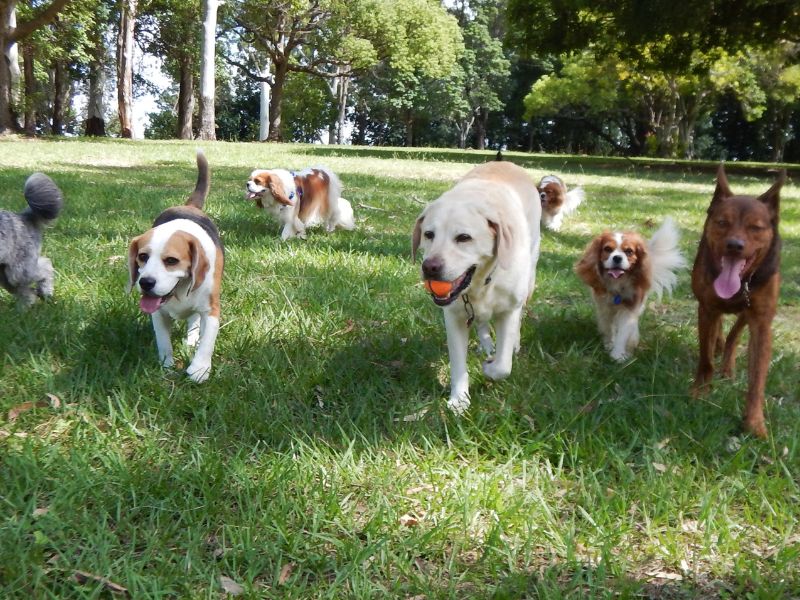 Proteggere il proprio cane dalle zecche: consigli utili