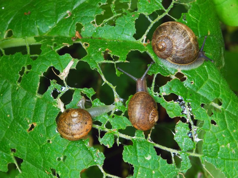 La chiocciola, animale amato e odiato: cosa fare per allontanarla in maniera naturale