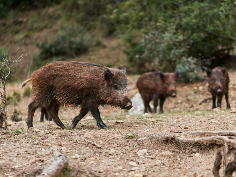 Trovarsi davanti un cinghiale è pericoloso: ecco cosa fare