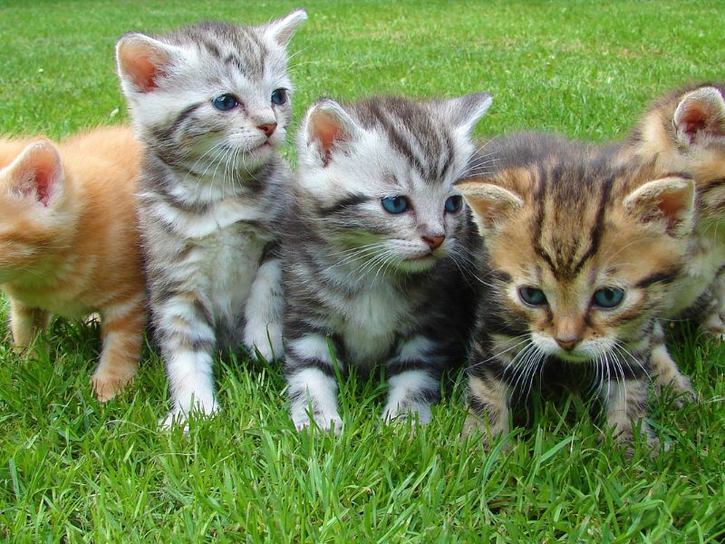 Diabete del gatto, arriva il primo farmaco orale
