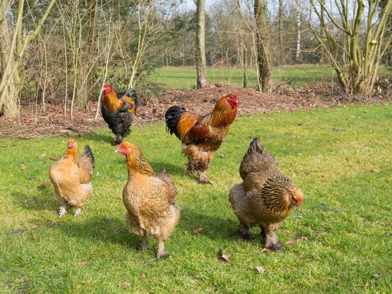 Le galline preferiscono dormire sugli alberi