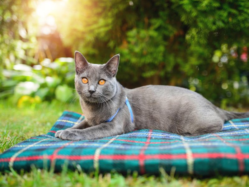 Portare il gatto al guinzaglio può avere effetti benefici sul nostro amico peloso