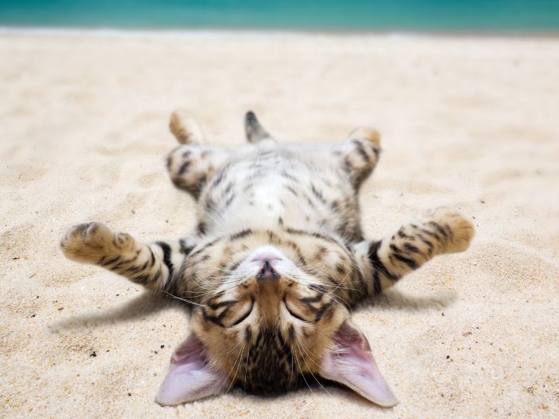 I gatti soffrono il caldo: ma ci sono razze più in difficoltà