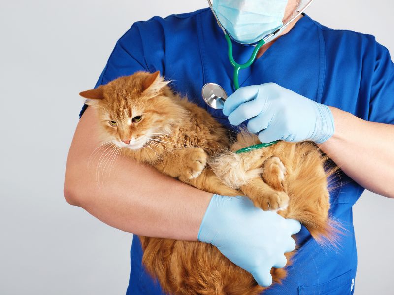 L’influenza aviaria continua a diffondersi: la malattia colpisce anche i gatti