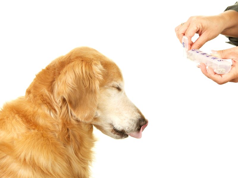 Antibiotici agli animali domestici, occhio all’uso
