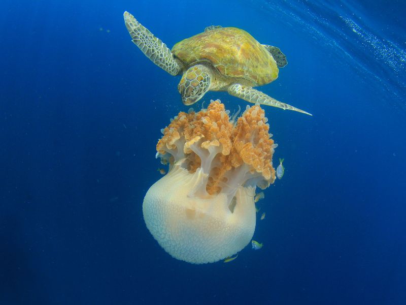 La puntura di una medusa è molto fastidiosa e pericolosa: ecco i rimedi da attuare