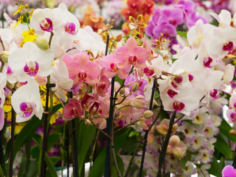 Scoperti gli impollinatori delle orchidee più piccole al mondo
