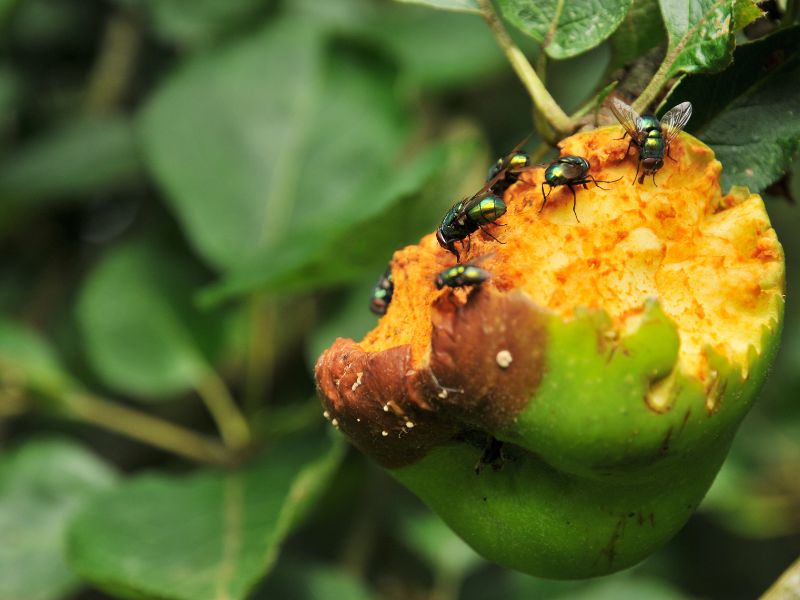 Mosca orientale, dalla genetica l’arma giusta per combatterla