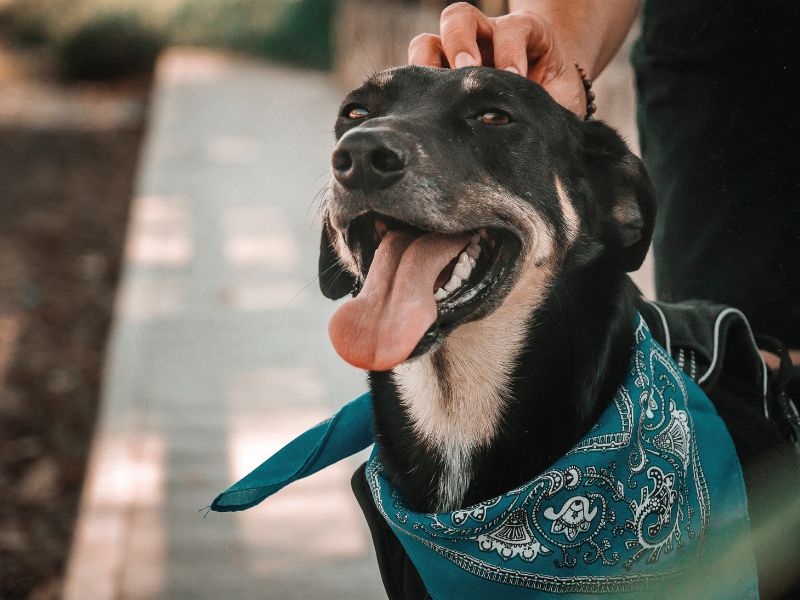 Cani e gatti sepolti con i padroni, la proposta di Firenze