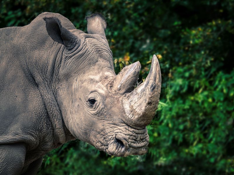 Namibia: già 28 rinoceronti uccisi da inizio anno