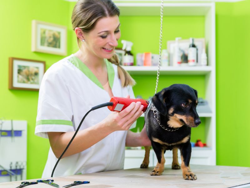 Tosatura del cane: consigli per la primavera