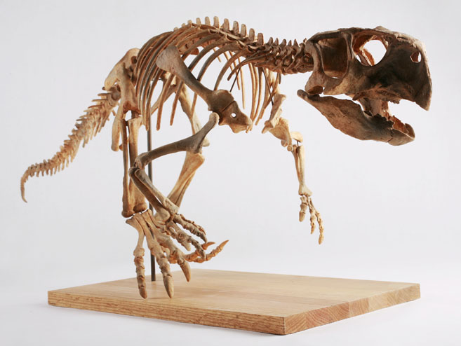 dinosauri ibdidi