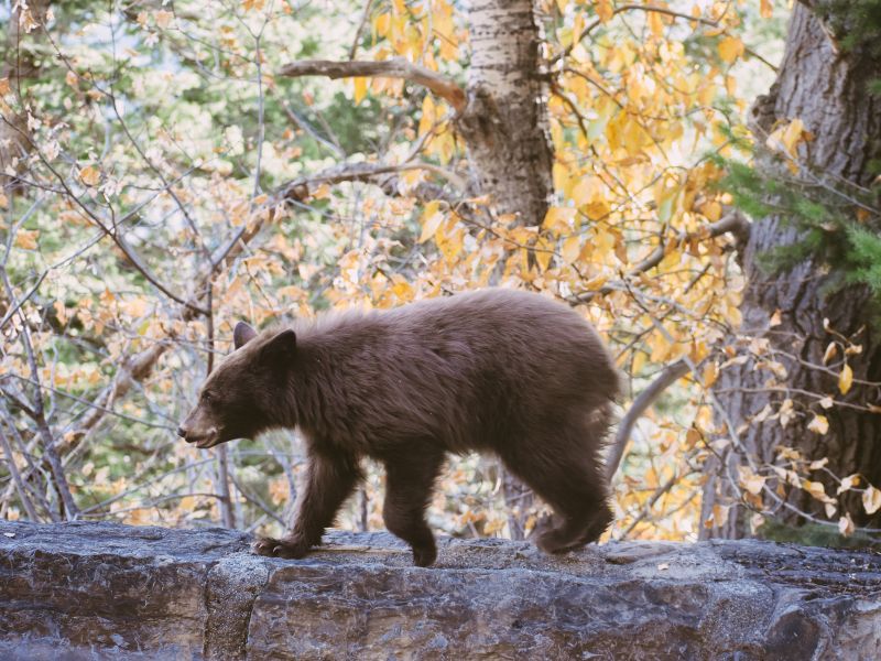 Orsa JJ4 sarà trasferita entro l'autunno nella Foresta Nera
