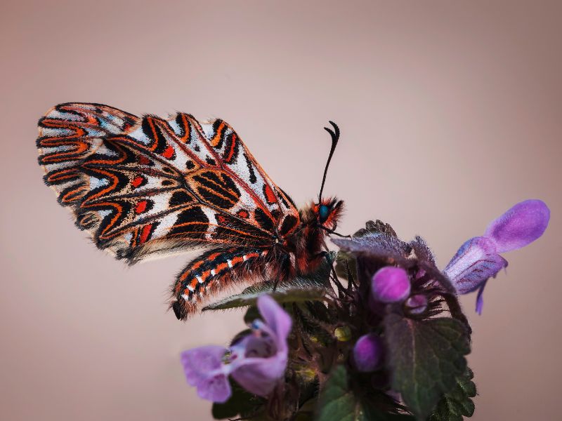 Zerynthia cassandra