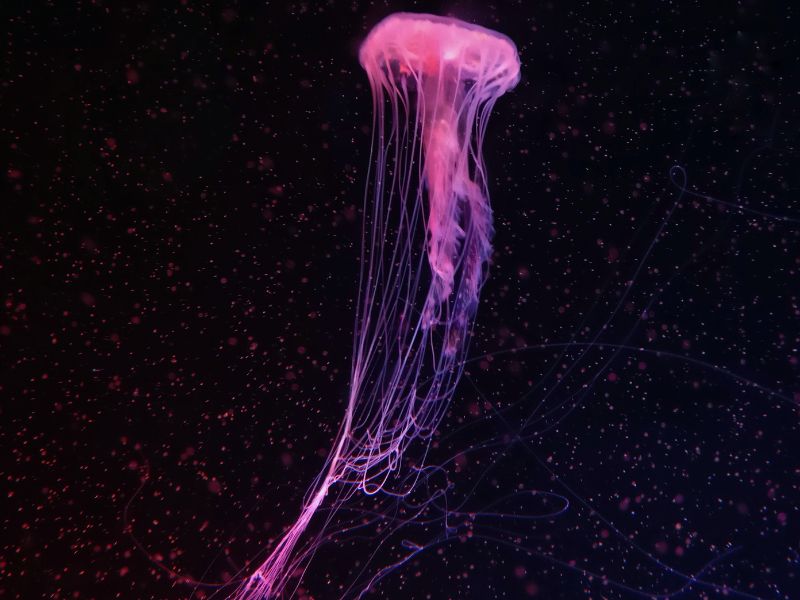 Piccoli animali gelatinosi assediano la laguna veneta