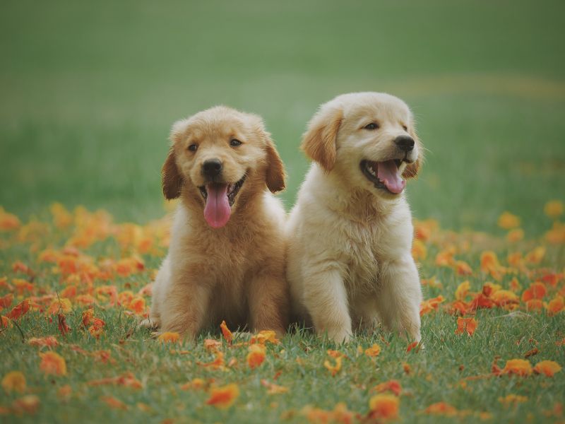 Puppy Yoga: vietato l'uso dei cuccioli di cane