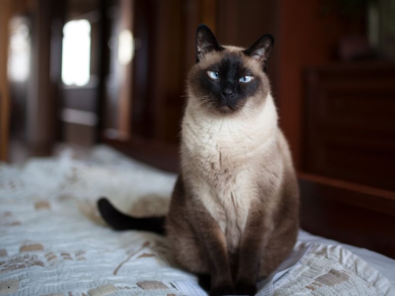 Cosa fare se il gatto non vuole rientrare in casa