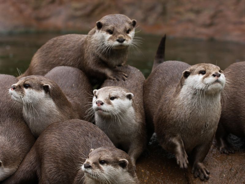 La lontra ha un modo ingegnoso per procurarsi il cibo