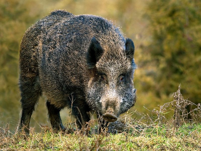 Il Covid ha cambiato le nostre abitudini: anche gli animali influenzati dalla pandemia