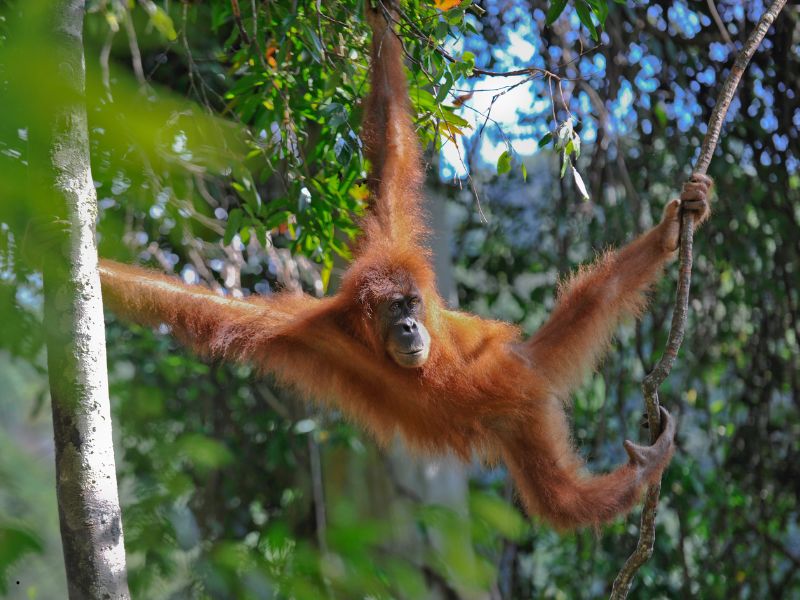 Un orango di Sumatra si è curato da solo una ferita