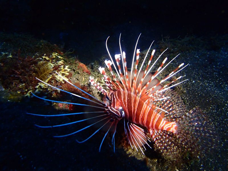 I pesci scorpione sempre più numerosi nel Mediterraneo