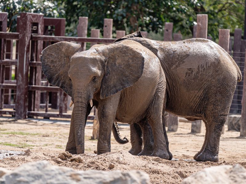 Protezione della fauna, il Costa Rica chiude gli zoo statali