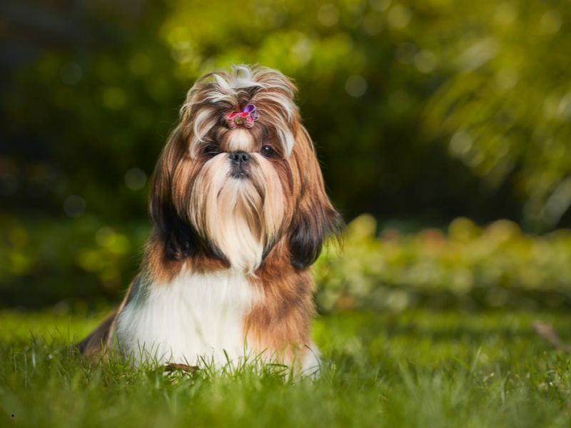 Scopriamo i cani Shih Tzu