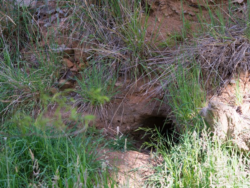 Le tane dei vombati utilizzate da altri animali per rifugiarsi durante gli incendi