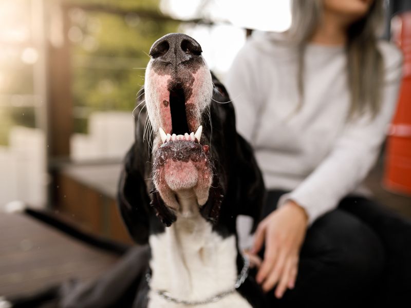 Perché i cani abbaiano