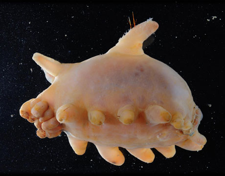 Pesci Oceano Pacifico