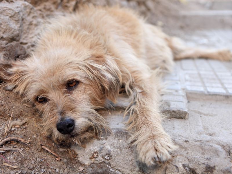 Cani avvelenati: gli animalisti mettono una taglia sulla testa dei responsabili
